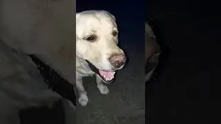 Cute labrador #dog shy Subah Chath Pe Halka Hota Hai 🤣 #sourshy #shorts #minivlog #adorable #cute