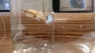 Самка гуппи с красивым хвостом. female guppies. fish