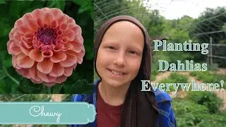 Planting Dahlias Before The Rain and New Business Opportunity