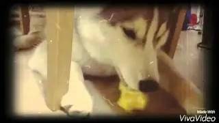 Хаски дома. Ярис и яблоко. Еда отжатая у детей вдвойне вкуснее!!!