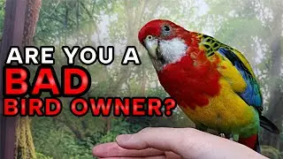 Are You a Bad Bird Owner?!