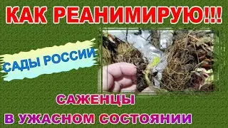 САЖЕНЦЫ ПРИШЛИ В УЖАСНОМ СОСТОЯНИИ/ КАК РЕАНИМИРУЮ/ ГРЕЕМ ГРЯДКИ В ТЕПЛИЦЕ