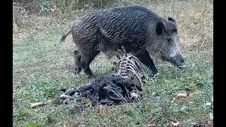 Wild swine. Documentary of a Carcass! Part 6