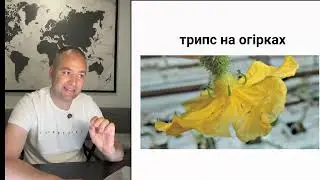 Трипс - система захисту на рослинах
