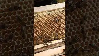 проверка магазинов на весенний мёд 