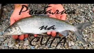 ✔Рыбалка на сига/Кольский Полуостров/2020/Ловим на мормышки и опарыш/