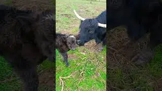 La Maestosa Mucca Highlander: Un'Icona Rurale Riscoperta