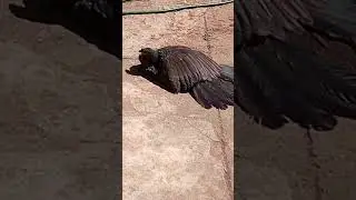 Catarina tomando banho de sol 