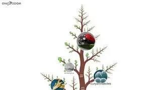 Journey to the Christmas Tree Worm – OneZoom Tree of Life Explorer