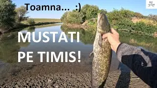 🎣 Mustăți pe Timiș, la început de toamnă. Am căutat știucă la lingură, dar a venit somnul! 🎣