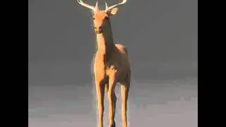 Rigged Deer 3D model from CGTrader.com