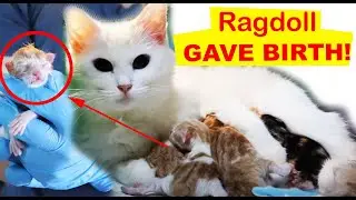 Cat Giving Birth! 10 Month Old Ragdoll Gave Birth 1080p HD