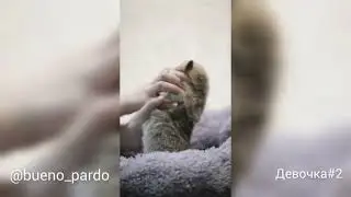 корги щенки 3 недели
