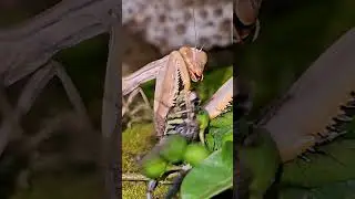Amazing Mantis vs. Dragonfly Showdown