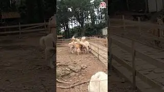 육아 알파카 침 뱉고 싸우는 통에 가는 길 못가고 우왕좌왕