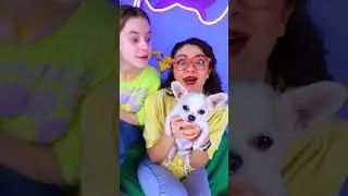 Сhipi Сhipi Сhapa Сhapa Dog 🐶 