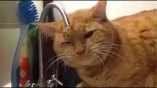 Su İçme İşini Abartan Kedi