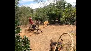 Laceadores de cerro #41