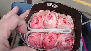 Садовая роза Пионовидной формы на плантации в Эквадоре