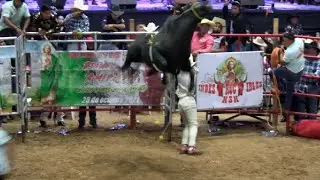 ¡¡ESTE TORASO A DOS JINETES LES DIO PISO Y OTRO MEJOR SE LE RAJÓ¡¡JARIPEO RELICARIO DE MORELIA 2021!