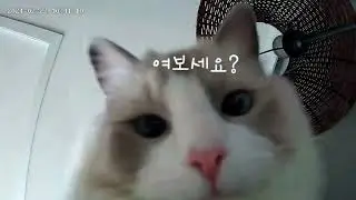 [CCTV돌려보기] 누가 보고있나? #랙돌 #ragdoll #개냥이 #뚱냥이 #고양이 #CCTV #홈캠