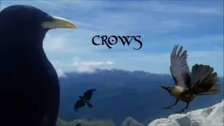 Crows - Celtic Metal Music
