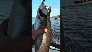 форель на спиннинг #ультралайт #спиннинг #спиннинговаяловля #рыбалка #fishing #trout #troutfishing