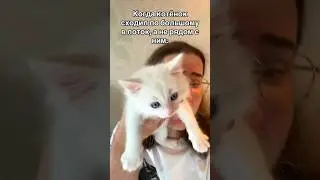 Урааааа… #котенок #котики #жизненно #приколы