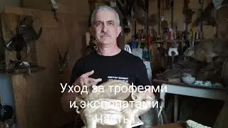 Уход за трофеями. Часть 1. Копытные. Таксидермия.