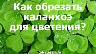 Как обрезать каланхоэ для цветения?