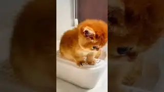 Cute kitties #cute #animeshorts #pet #cutekitty #animal