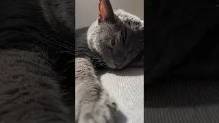 cat life