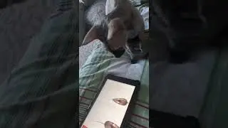 Кошка не ловит мышек!