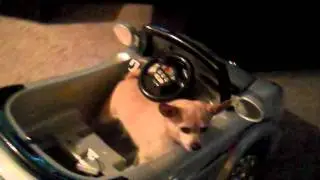 World's Grumpiest Dog driving a car!