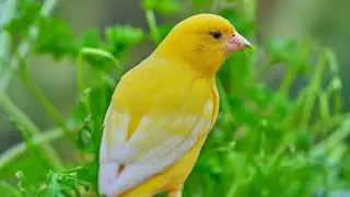 Canary Singing - Very Melodious, Nice And Fast