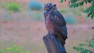 Owlet