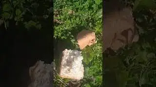 домашние питомцы. кошка