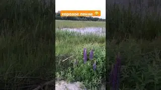 Хор лягушек