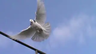 Пермские голуби.