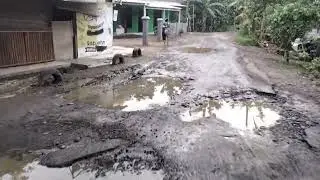CICONGKER Karangreja Cimanggu Sore Hari di Musim Panen | Jalan Kabupaten Andalan Petani di Cilacap