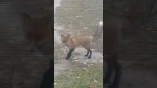 Модница лиса!