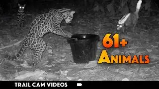 Ocelot Shows Up at Water BUCKET! Who Else Joined Her? (Trail Cam Costa Rica Wildlife)