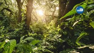 Photo Animation: Indian Hammock Park