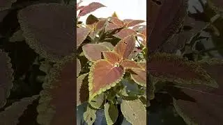 колеус цветок
