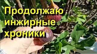Fig. Continuing my diary. 2023 09 12