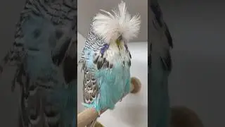 Daniel Lütolf budgie dump #budgies #showbudgies #periquitos