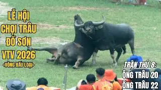 Do Son Buffalo Fighting Festival 2026 (Match 8) | TRONG TUAN BT