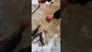 поклёвка года😱, успел схватить удочку уже в лунке🤟