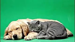 Cat and Dog Cuddling Each Other – Green Screen VFX 4k