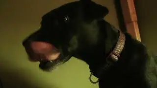 DOGS FIREWORKS AND CBD OIL